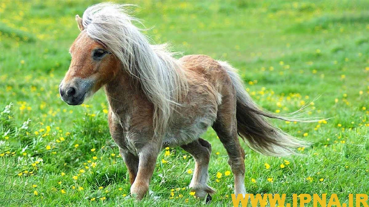 اسبچه‌های کاسپین مختص ایران است