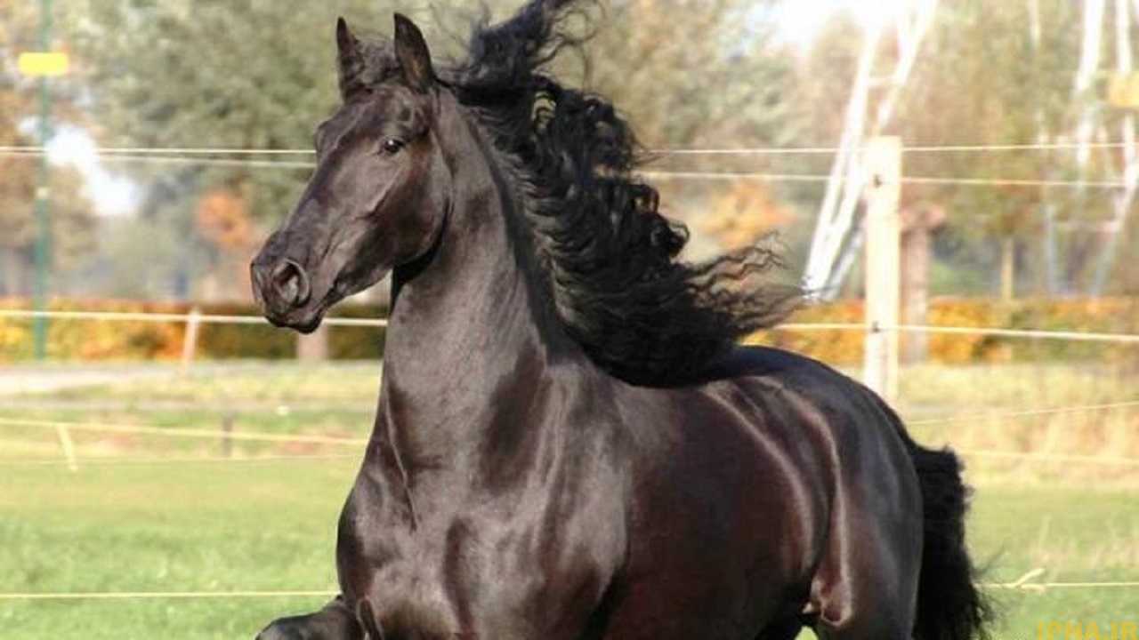محبوب‌ترین نژاد‌های اسب در دنیا