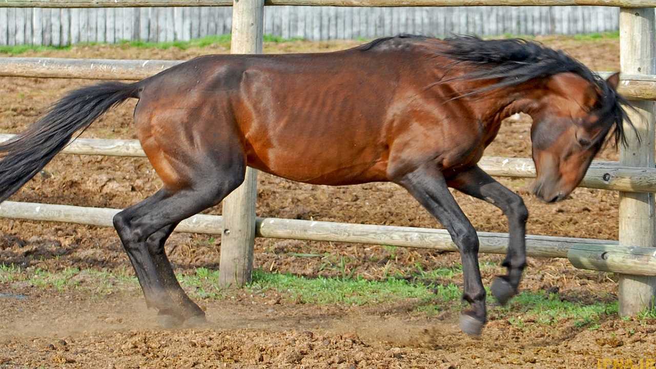 آغاز پروسه ثبت ملی و بین المللی اسبهای کاسپین در استان کرمان
