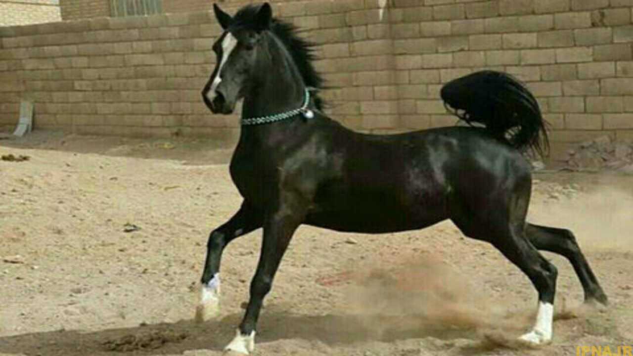 بررسی صورت اسب عرب