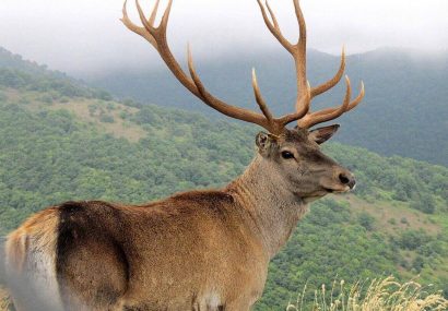 مارال ایرانی، نماد رسمی تیمهای ملی سپک‌تاکرای ایران شد
